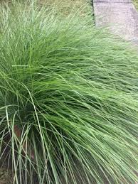 Image result for Eragrostis racemosa