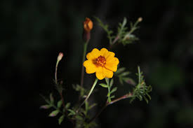 Image result for Tagetes erecta