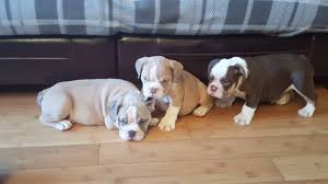 Ditto for black english bulldogs. English Bulldog Male Puppies Chocotan Lalac Fawn And Blue Fawn Youtube