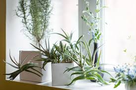 Maybe you would like to learn more about one of these? 16 Low Maintenance Indoor Houseplants Most Likely To Survive All Year Long Real Simple