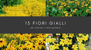 Librivox is a hope, an experiment, and a question: Fiori Gialli Bellissimi E Diversi Giardinaggio Fiori Animali E Centinaia Di Articoli Passo Passo
