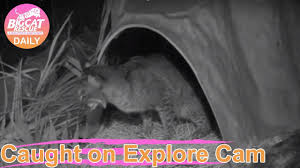 Bobcats are nocturnal animals, hence, they usually roam at night where their sounds are really creepy as they sound like crying babies. When You Wake Up In The Middle Of The Night From Sounds Outside Your House Romeo The Rehab Bobcat Youtube