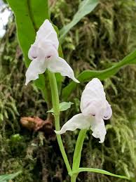 Image result for Disperis sp. nov. aff. macowanii