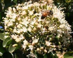 Image result for Nuxia congesta