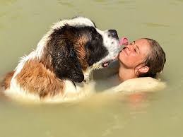 Black And White St Bernard Puppy Pin By Bryan Brown On Saint Bernard St Bernard Puppy St Bernard Saint Bernard