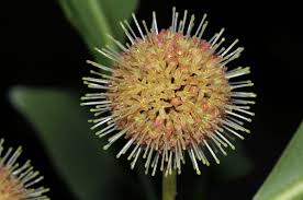 Image result for Breonadia