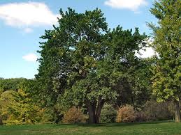 Image result for Maclura