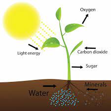 We did not find results for: Do Plants Need Light Dfrobot Science Lab Ep07