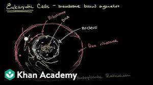 Prokaryotic, eukaryotic, cells, biology created in urdu by rabiya kulsoom about khan academy: Organelles In Eukaryotic Cells Video Khan Academy