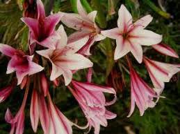 Image result for Crinum paludosum