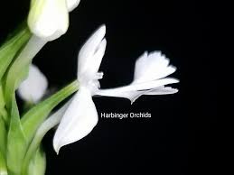 Image result for Habenaria afra
