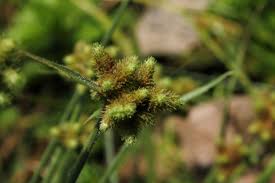 Image result for Fuirena ciliaris