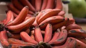 Image result for where do purple bananas grow