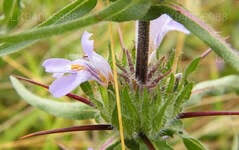 Image result for Hygrophila schulli