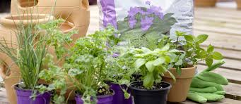 Image result for Droogmansia