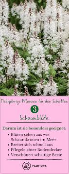 Schattenpflanzen Top 16 Pflanzen Fur Schatten Plantura Pflanzen Schatten Schattenpflanzen Pflanzen