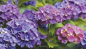 How you plant and maintain hydrangeas play a role in how susceptible to mold they are. Helpful Hydrangea Tips The Dirt Blog Stauffers Of Kissel Hill