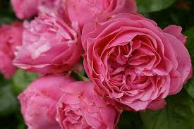 Hd Wallpaper Roses Pink Dark Pink Blossom Bloom Beautiful Rose Bloom Wallpaper Flare There you can right click on the wallpaper and save it to your computer, laptop, tablet or mobile phone. wallpaperflare