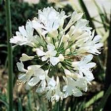 Image result for Agapanthus campanulatus