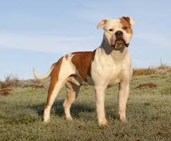 Grey is $3500 normal colors are $2500. Der American Bulldog Hundemagazin Wuff