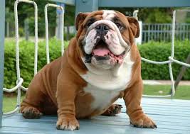 I am a full custom shop. Cho Bulldog Anh Ä'áº·c Ä'iá»m Va Gia Tiá»n Cá»§a Cho Bull Anh Táº¡i Viá»t Nam