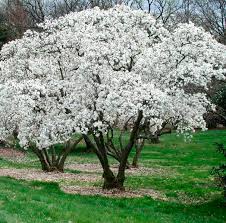 Magnolia Royal Star Magnolia Tree Landscaping Southern Landscaping Olive Garden Delivery