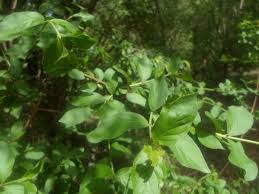 Image result for Feretia