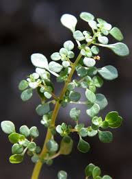 Image result for Pilea microphylla