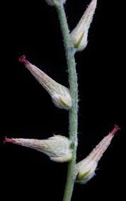 Image result for Sericorema remotiflora