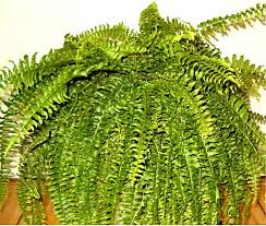 Boston ferns grow well in a variety of lighting and soil conditions, and they're easy to propagate and plant around your garden. Nephrolepis Exaltata Wikipedia