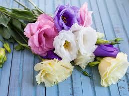 Flowers you give when someone dies. The Best Flowers For All Occasions