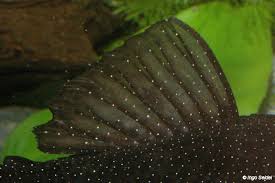 Für welse, die mit ihrem saugmaul alles abgrasen, ganz besonders. Ancistrus Sp L 181 L Numbers Database Welsfans