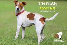 wordpress error jack russell jack russell dogs jack russell terrier