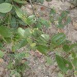 Image result for Smilax anceps