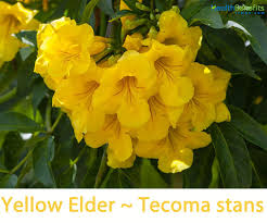 Elder flowers are primarily used to detoxify the body, as they are known to increase circulation. Yellow Elder Facts And Health Benefits