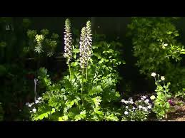 Image result for Acanthus polystachyus
