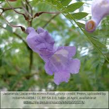 Image result for Jacaranda mimosifolia