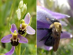 A small orchid, the bee orchid has a rosette of leaves at ground level and two leaves that grow up the stem as a sheath. Orchids That Look Like Animals My Chicago Botanic Garden