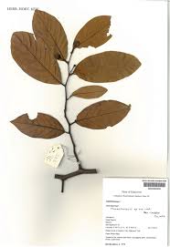 Image result for Monanthotaxis buchananii