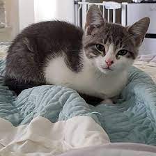 Help others find them by sending their info through our facebook page. Adopt A Pet Petsmart Charities