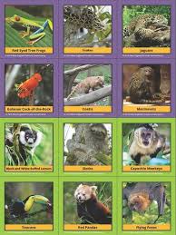 In a tropical rainforests you can see anything from a chimpanzee to a jambu fruit dove. Tropical Rainforests Activity Introduction New England Primate Conservancy