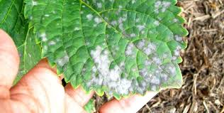 Image result for Cercospora hydrangea