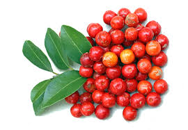 Image result for Drypetes