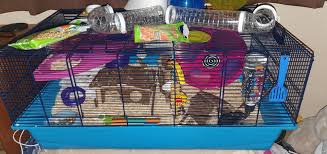 Mar 02, 2016 · carrot or apple work well, or a very thin smudge of peanut butter. New Hamster Biting Cage Off 78 Www Usushimd Com
