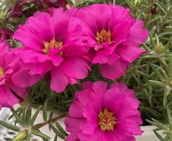 Image result for Portulaca centrali-africana