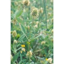 Image result for Trifolium squarrosum
