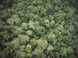 The rainforests comprise three separate regions including cairns, carmila, and normandy range. Rainforest National Geographic Society