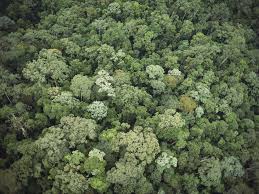 Английская версия основных текстов, переведенных выше: Rainforest National Geographic Society