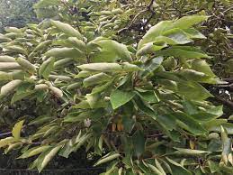 Japanese persimmon tree asian diospyros kaki orange red fruit flower jocad (5 seeds). Persimmon Leaves Are Curling