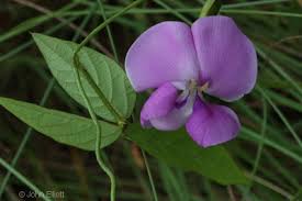 Image result for Vigna vexillata